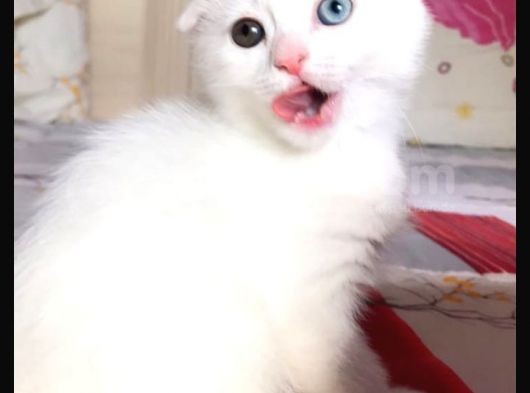 Scottish Fold Dişi Beyaz Mavi Kehribar Gözlü görsel