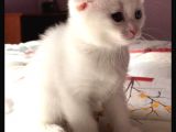 Scottish Fold Dişi Beyaz Mavi Kehribar Gözlü