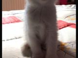 Scottish Fold Dişi Beyaz Mavi Kehribar Gözlü
