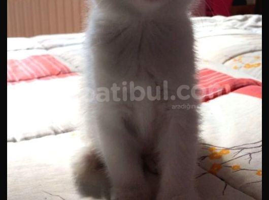 Scottish Fold Dişi Beyaz Mavi Kehribar Gözlü görsel