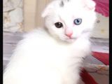 Scottish Fold Dişi Beyaz Mavi Kehribar Gözlü