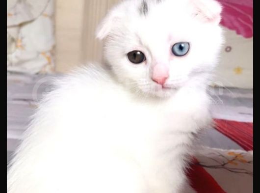 Scottish Fold Dişi Beyaz Mavi Kehribar Gözlü