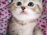 Gold British Shorthair Ny25