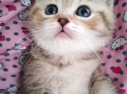 Gold British Shorthair Ny25 görsel
