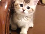 Gold British Shorthair Ny25