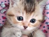 Gold British Shorthair Ny25