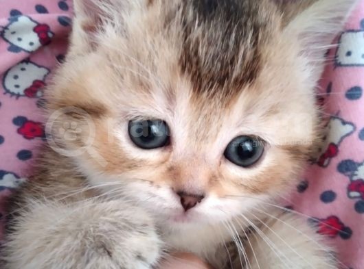 Gold British Shorthair Ny25 görsel