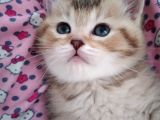 Gold British Shorthair Ny25