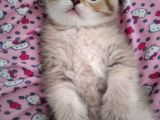Gold British Shorthair Ny25