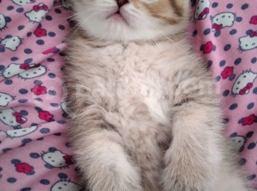 Gold British Shorthair Ny25 görsel