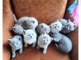 Safkan Bri̇ti̇sh Shorthai̇r Blue Poi̇nt 2 Aylik Di̇şi̇