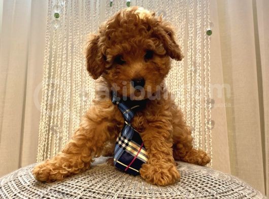 Ev Ortamında Büyüyen Birbirinden Tatlı Toy Poodle Yavrularımız