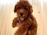 Minnoş Dişi Toypoodle Yavrularımız 70 Günlük
