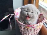 Muhteşem Renkte Lilac Ve Beyaz Scottish Fold Yavrular