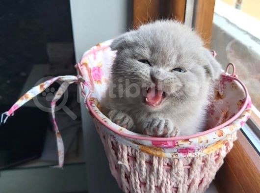 Muhteşem Renkte Lilac Ve Beyaz Scottish Fold Yavrular görsel