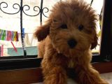 4 Aylık Maltipoo Erkek Yavrumuz