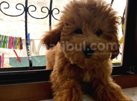 4 Aylık Maltipoo Erkek Yavrumuz görsel