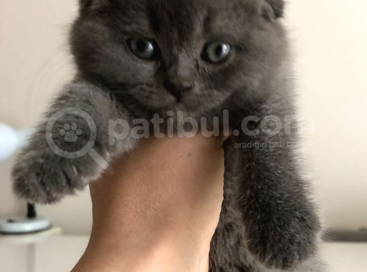 Scotish Fold Sıfır Kulak Dişi görsel