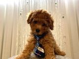 Ev Ortamında Büyüyen Birbirinden Tatlı Toy Poodle Yavrularımız