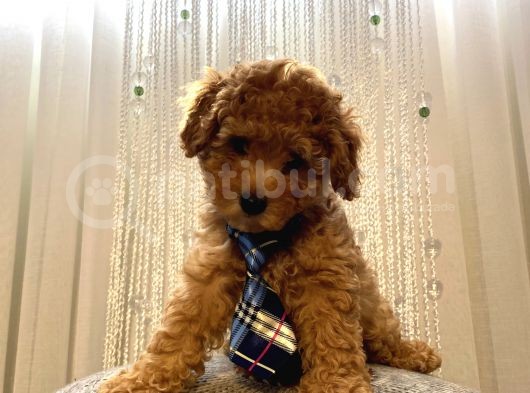 Ev Ortamında Büyüyen Birbirinden Tatlı Toy Poodle Yavrularımız görsel