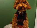 10 Aylık Erkek Minyatür Poodle Redbrown