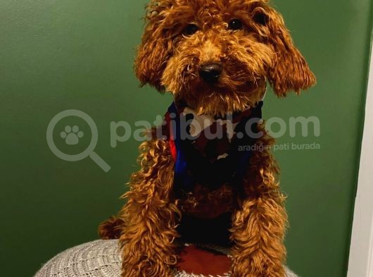 10 Aylık Erkek Minyatür Poodle Redbrown görsel