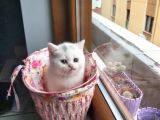 Muhteşem Renkte Lilac Ve Beyaz Scottish Fold Yavrular