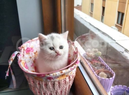 Muhteşem Renkte Lilac Ve Beyaz Scottish Fold Yavrular görsel