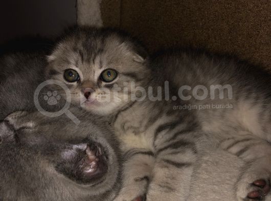 Scotish Fold Sıfır Kulak Erkek görsel