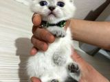 Scottish Fold