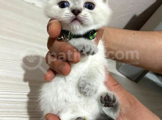 Scottish Fold görsel