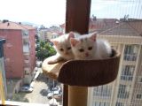 Muhteşem Renkte Lilac Ve Beyaz Scottish Fold Yavrular