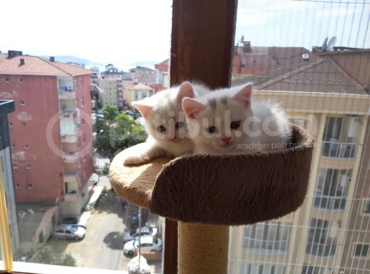 Muhteşem Renkte Lilac Ve Beyaz Scottish Fold Yavrular görsel