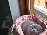 Muhteşem Renkte Lilac Ve Beyaz Scottish Fold Yavrular