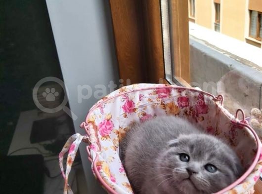 Muhteşem Renkte Lilac Ve Beyaz Scottish Fold Yavrular görsel