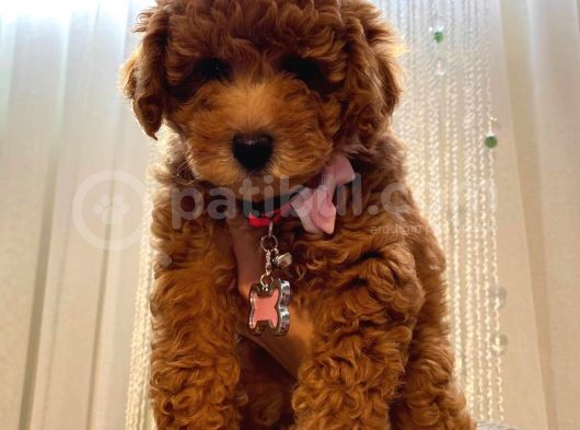 Minnoş Dişi Toypoodle Yavrularımız 70 Günlük görsel