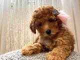 Minnoş Dişi Toypoodle Yavrularımız 70 Günlük