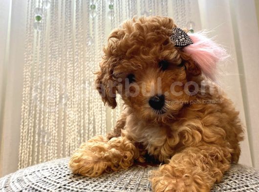 Minnoş Dişi Toypoodle Yavrularımız 70 Günlük görsel