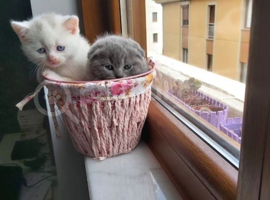 Muhteşem Renkte Lilac Ve Beyaz Scottish Fold Yavrular görsel