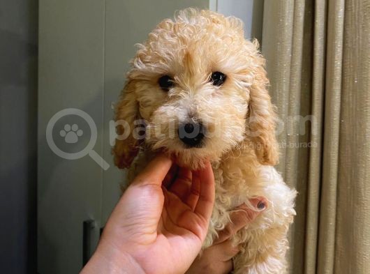 4 Aylık Dişi Poodle Yavrumuz