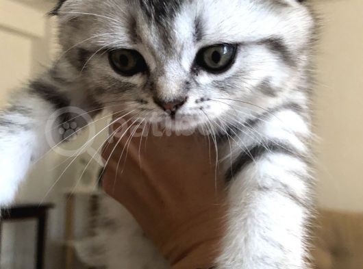 Sıfır Kulak Dişi görsel