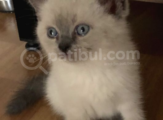 Blue Point Dişi Yavrumuz görsel