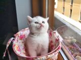 Muhteşem Renkte Lilac Ve Beyaz Scottish Fold Yavrular