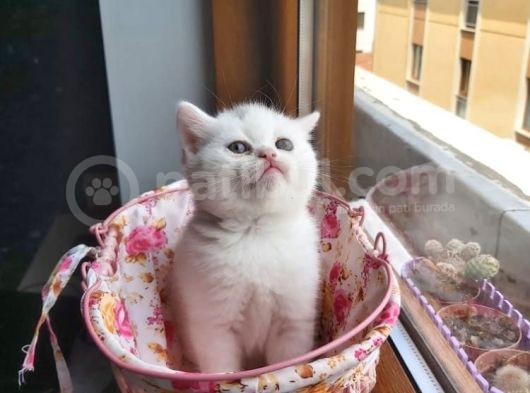 Muhteşem Renkte Lilac Ve Beyaz Scottish Fold Yavrular görsel