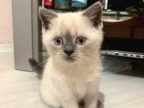 Scottish Fold