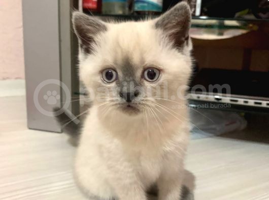 Scottish Fold görsel