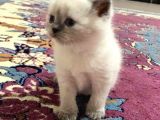 Scottish Fold