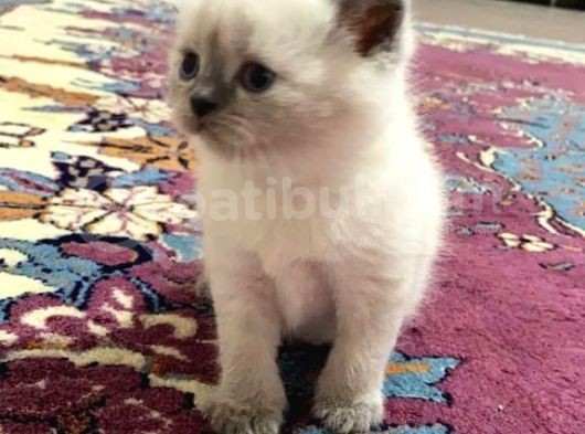 Scottish Fold görsel