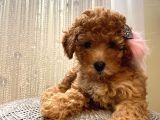 Minnoş Dişi Toypoodle Yavrularımız 70 Günlük