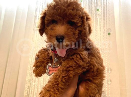 Ev Ortamında Büyüyen Birbirinden Tatlı Toy Poodle Yavrularımız görsel